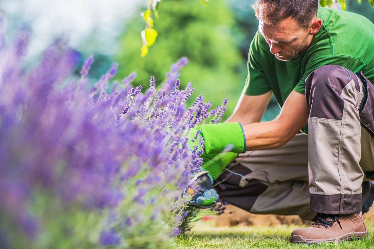 Guide Pratique : Maîtriser l'Utilisation du Chlorate de Soude pour un Désherbage Efficace et Responsable
